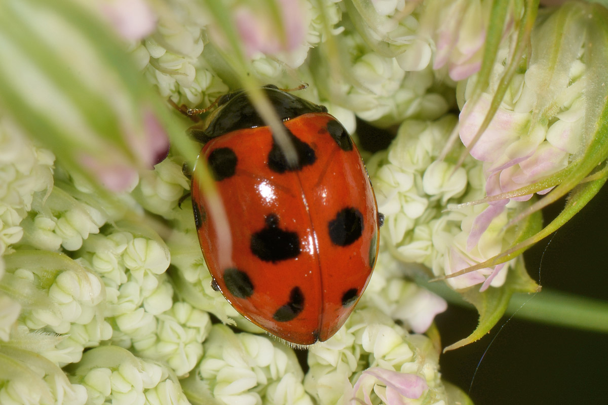 Coccinella undecimpunctata? No, Ceratomegilla undecimnotata